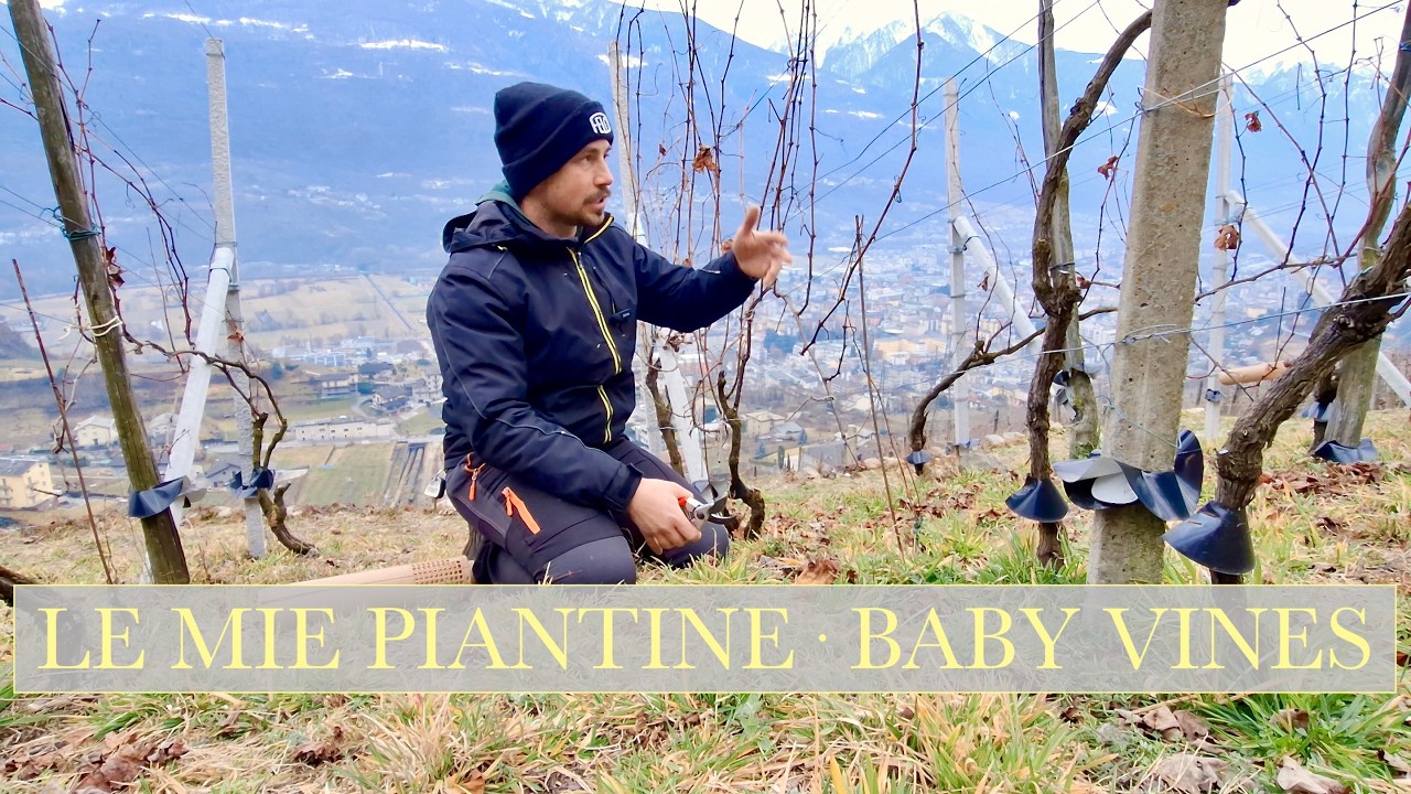 EP47- La prima potatura delle barbatelle | New vines' first haircut