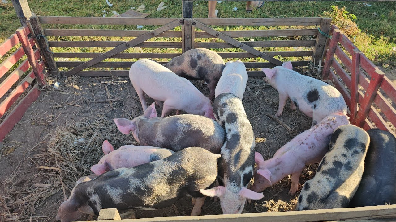 Feira dos suínos da Vila Folha Miúda Craíbas Al, dia 16/11/2025.