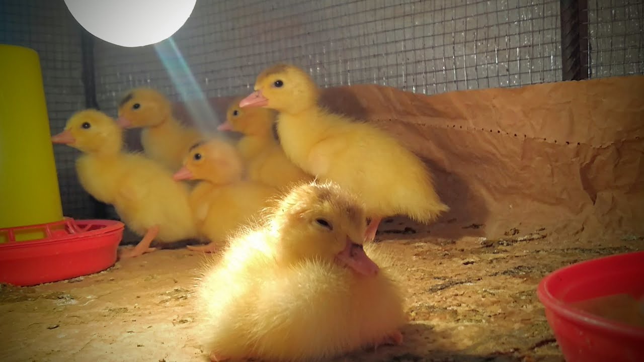 CUIDADOS   PATITOS RECIEN NACIDOS  patos criollos *patos muscovy *pato frances *pato de corral