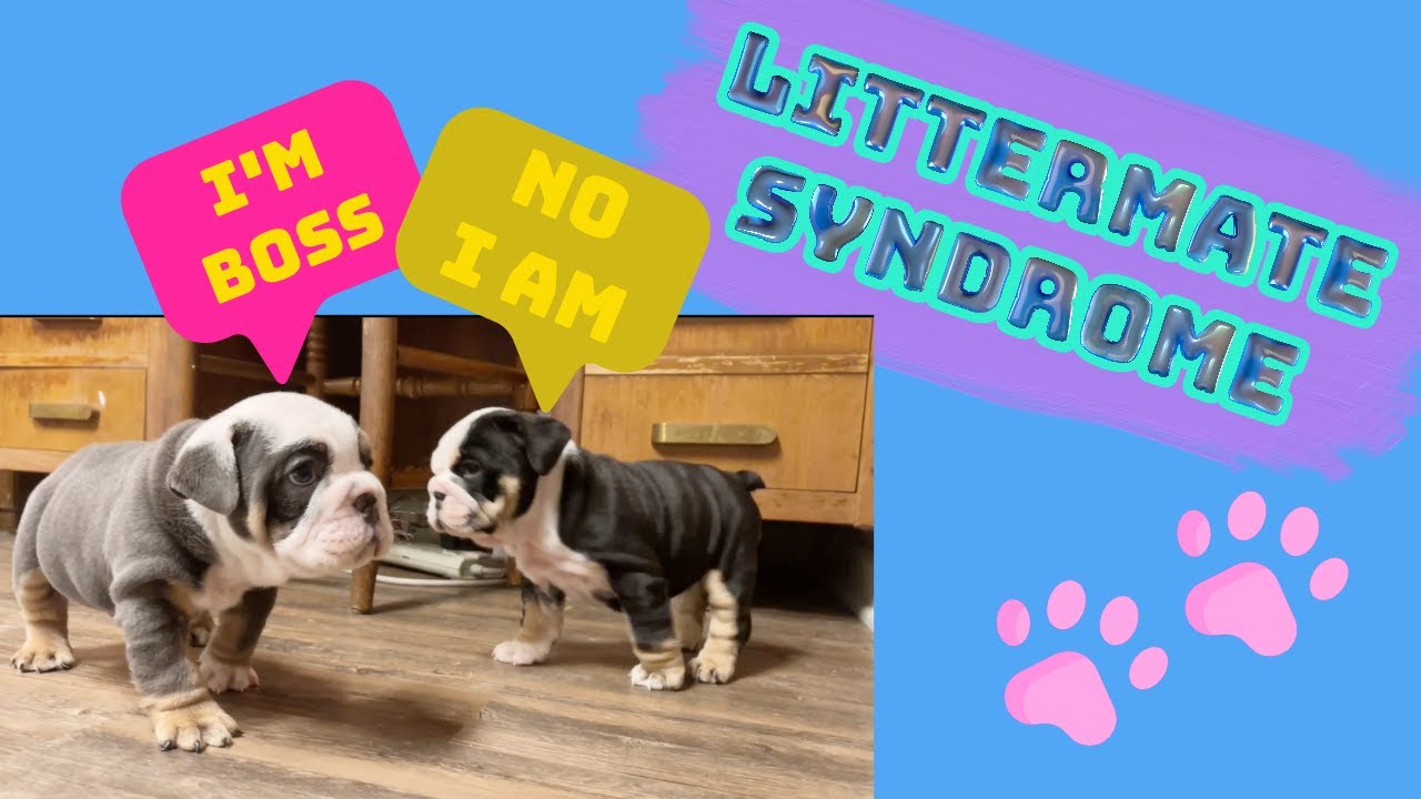 MUST SEE If Your Planning To Get Another Puppy