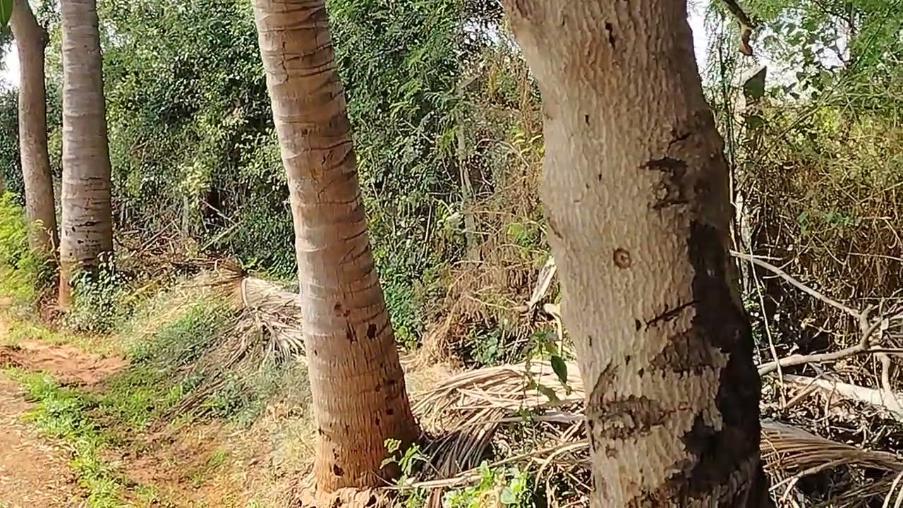 ಚಳ್ಳಕೆರೆ ತಾಲ್ಲೂಕು ಪರಶುರಾಂಪುರ ಹೋಬಳಿ ಇಂದ 10 ಕಿ.ಮೀಟರ್ ದೂರದಲ್ಲಿ ಮಾರಾಟಕ್ಕಿರುವ 4 ಎಕರೆ ಕೃಷಿ ಭೂಮಿ.9902789799