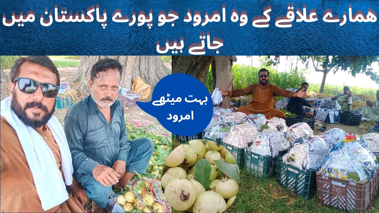 My village guava farms | Guava fruit from my village to Islamabad |guava farming Pakistan