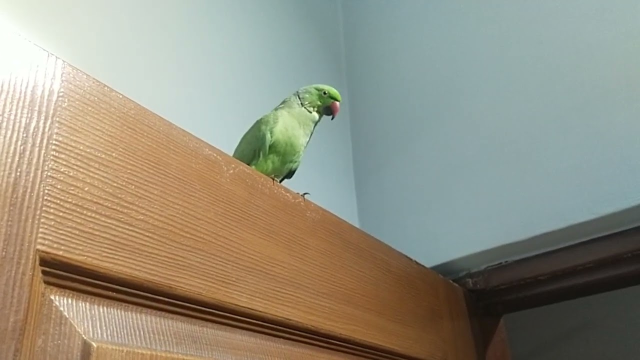 door pe betha tota apni toti ko dhond rha hy🦜🦜