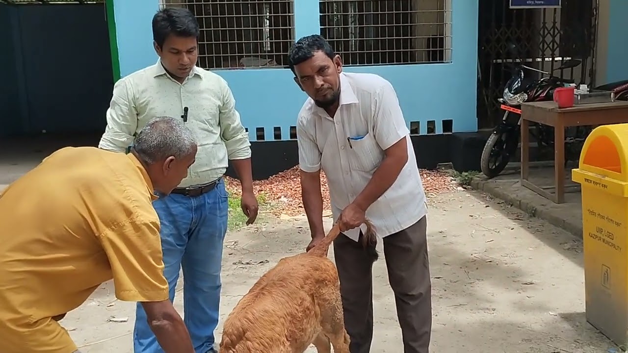 বাছুরে Lumpy Skin Disease এর চিকিৎসা করা হচ্ছে।