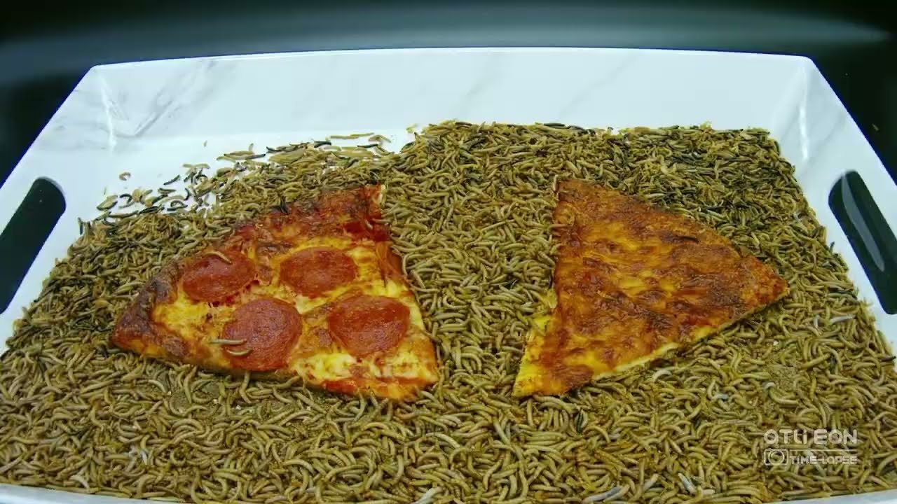Mealworms Eating Time Lapse Video - Pizza -10,000 Worms