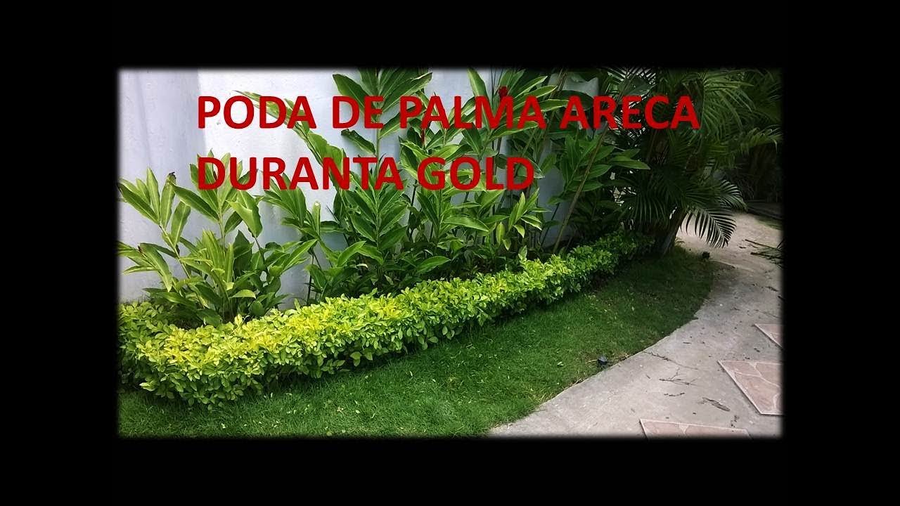 Como Podar PALMA ARECA | PODA DURANTAS GOLD | Cuidados