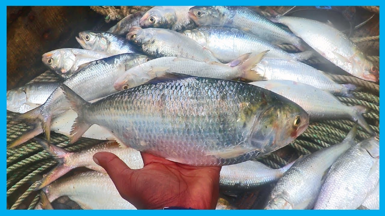 Amazing Fast Hilsa Fishing Skill (PART 44) - Catching Hilsa Fish Big on the Sea