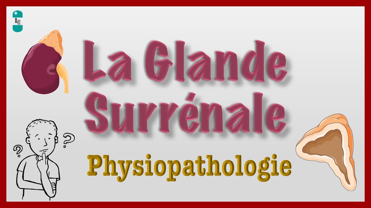 La Glande Surrénale et Physiopathologie