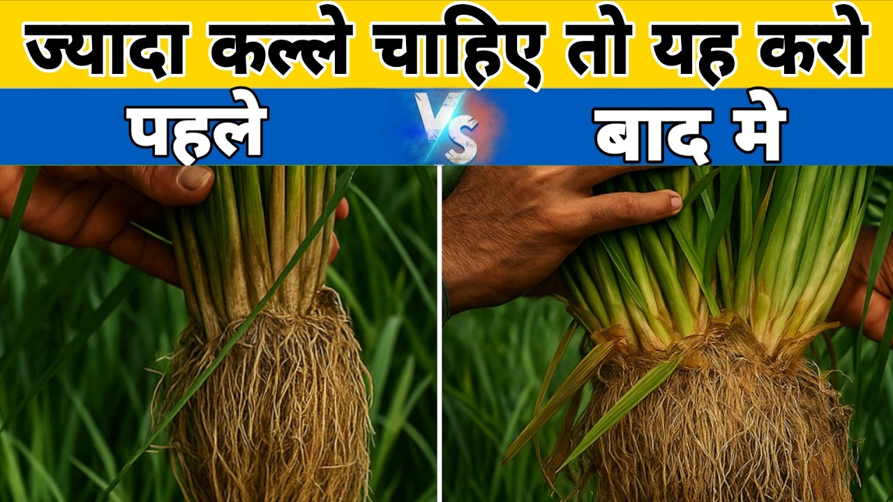 धान मे कल्ले की फुताब और ग्रोथ बढ़ाने की सही उपाय | Dhan Me Kalle Badhane Ke Upay