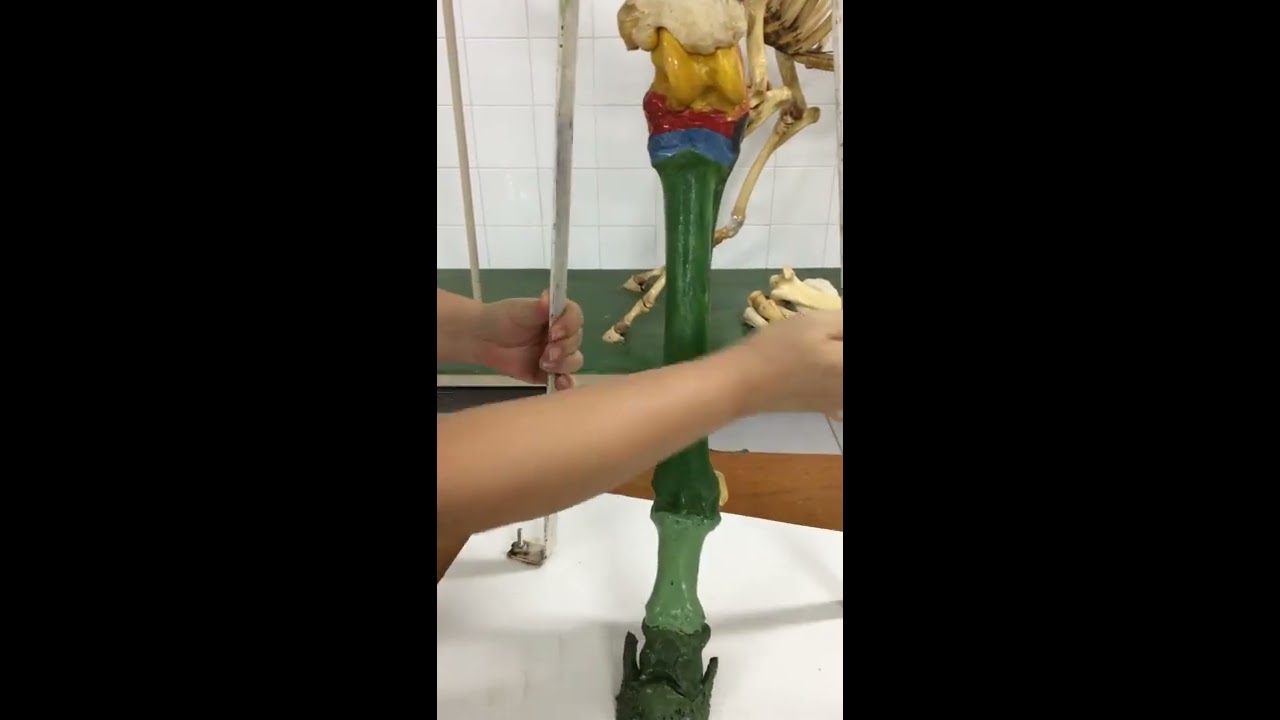 OSTEOLOGIA - OSSOS DO TARSO