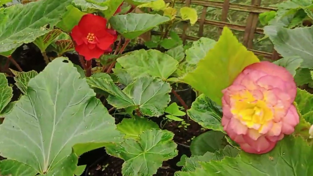 Begonia saplings discount  ma  cha Wangdi Nursery ma .