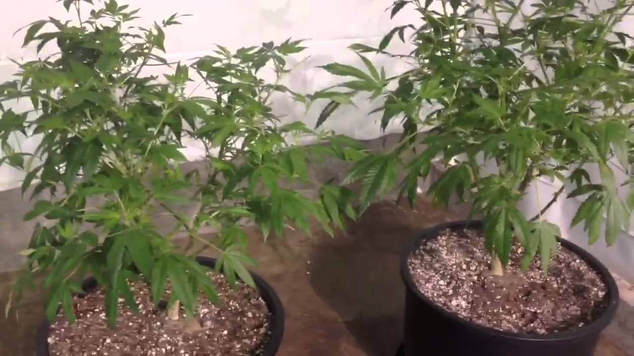 OMMPgrower feeds H&G and Atomist Atomizer