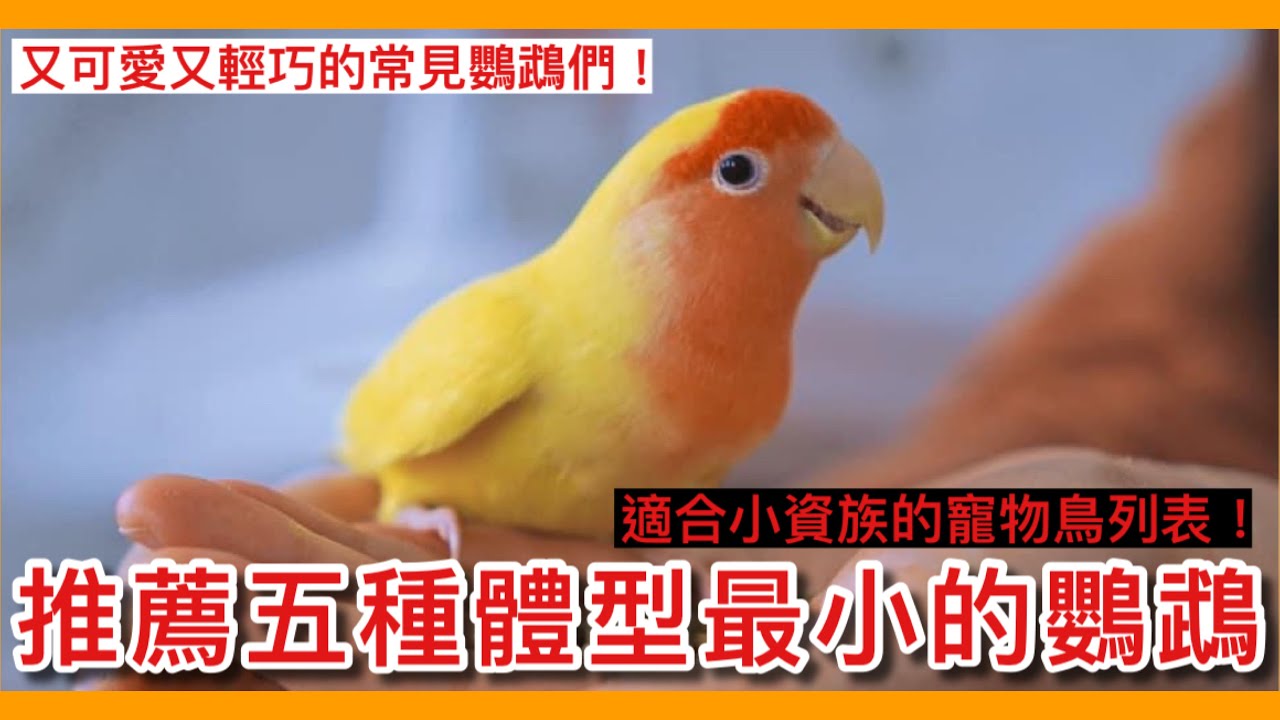 迷你！5種「體型最小」的常見寵物鳥？小資族的生活鸚鵡首選！Recommend the five smallest parrots【鸚鵡小木屋】【新手鳥知識】