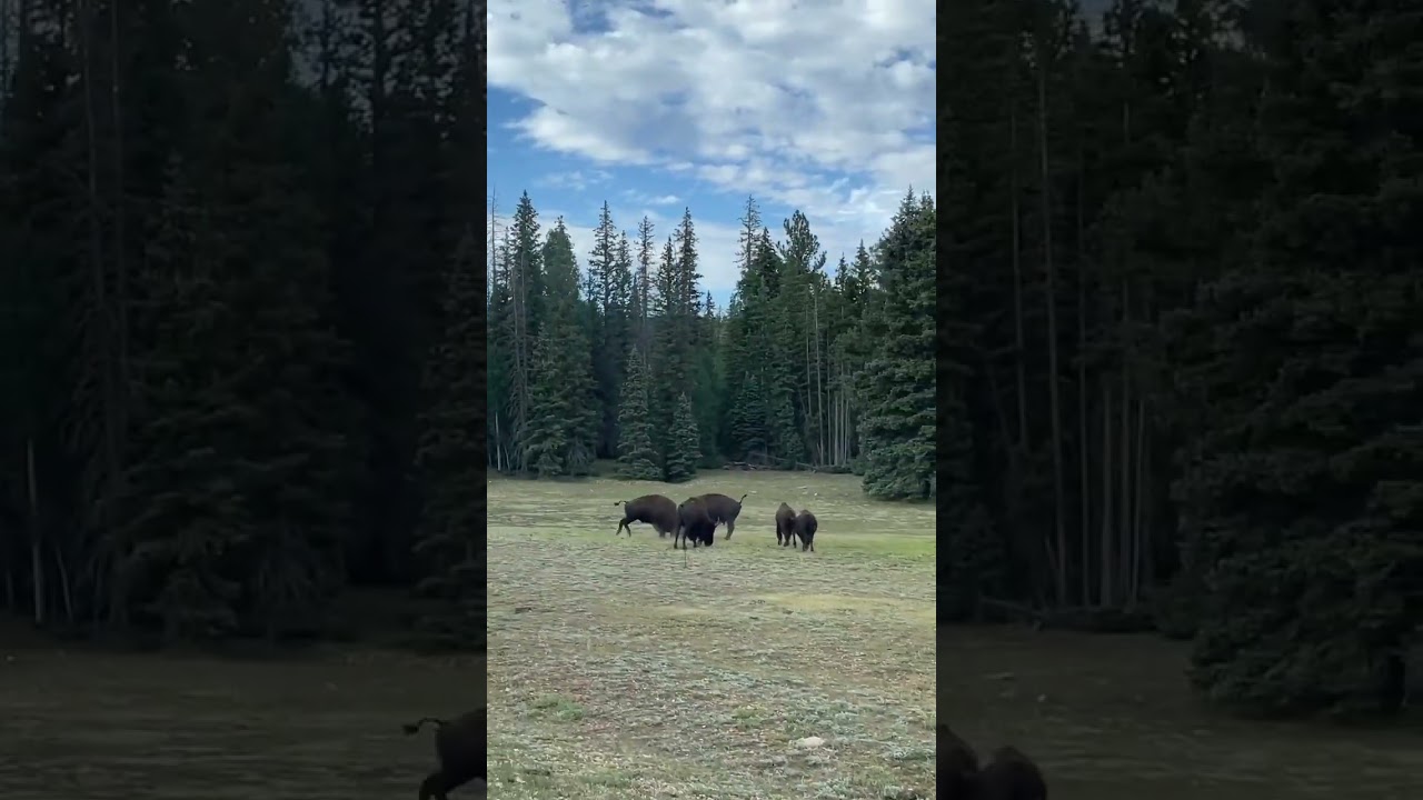 First time seeing bison in Grand Canyon National Park. 