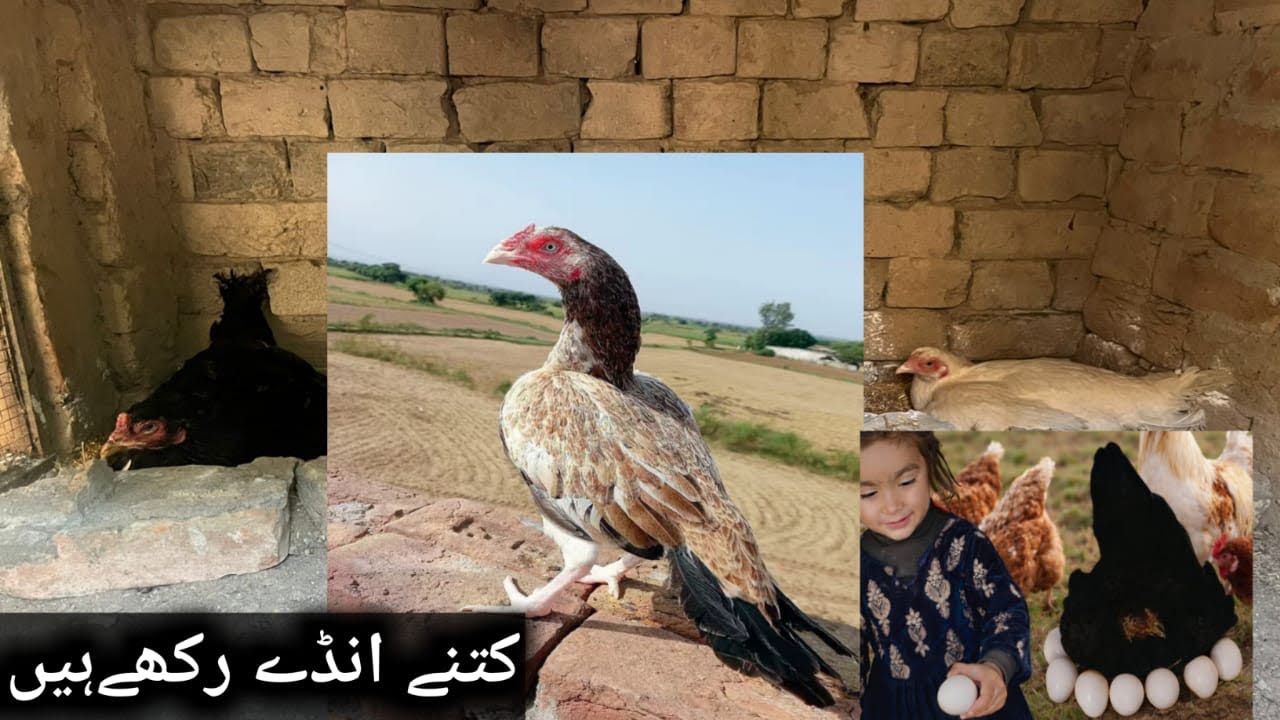 Wow! Hens Sitting on Eggs 🥚🐓 🪺 