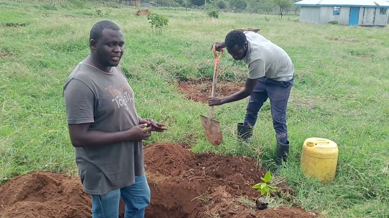 From the Farm|Pixie Farming| How to Plant A Pixie Plant| Fruit Farming in Kenya