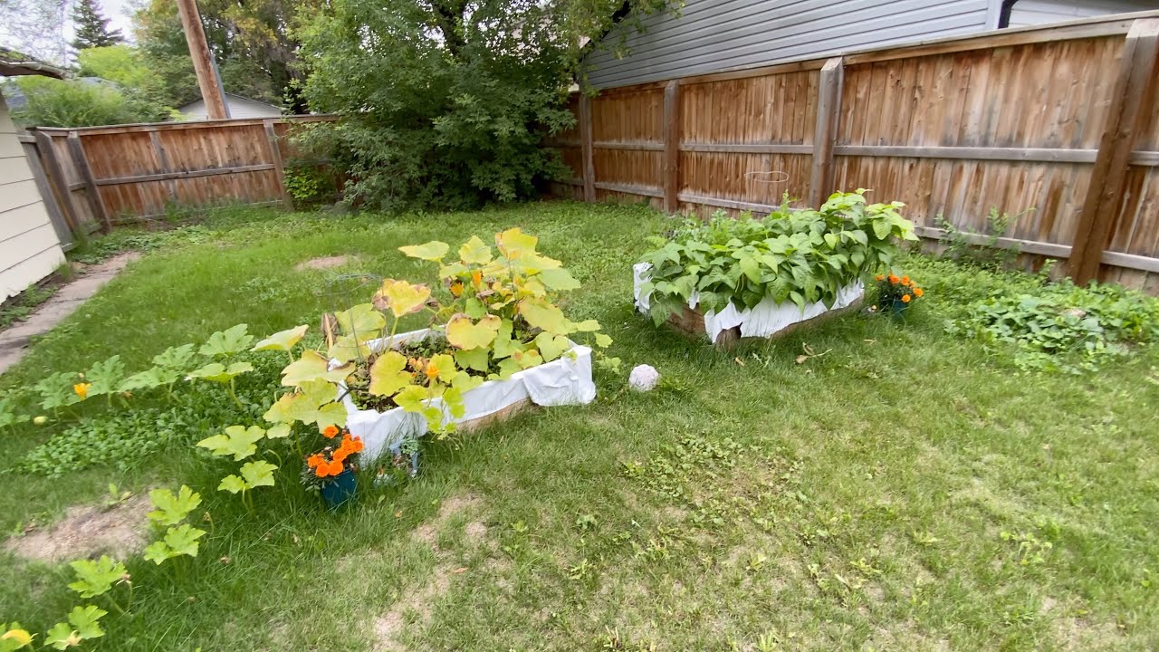 garden update & quick life update