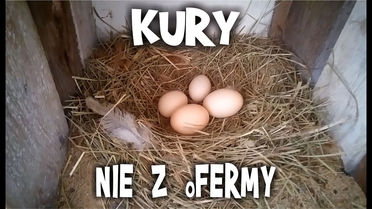 KURY z wolnego wybiegu i ich życie