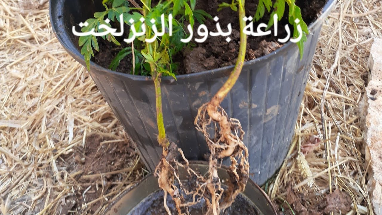 كيف نضمن نسبة نجاح 100% في زراعة بذور الزنزلخت ؟