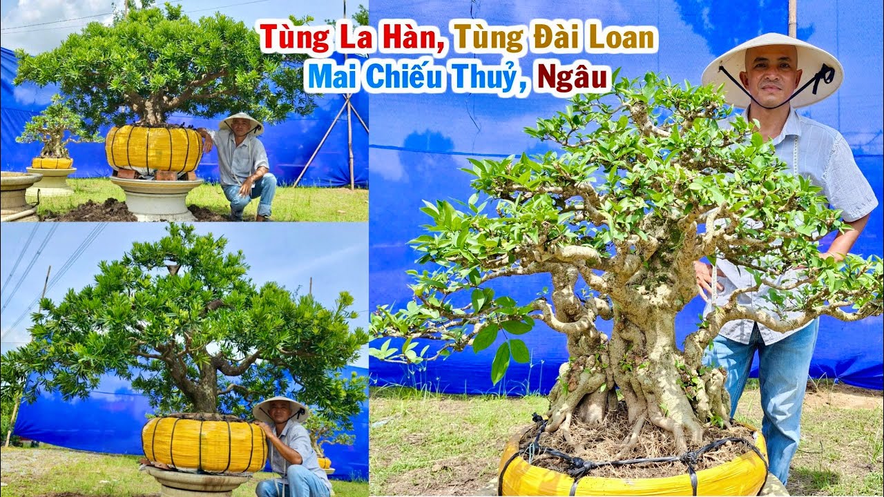 Nhà vườn LÊ KHẢI 20/6 chào bán cây kiểng - Ngâu, Mai Chiếu Thủy, Tùng Đài Loan bạc tỷ