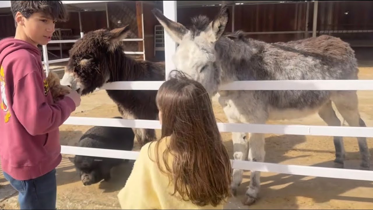 VLOG 237: visitamos burrolandia con 10 hijos y no me pude reír más..