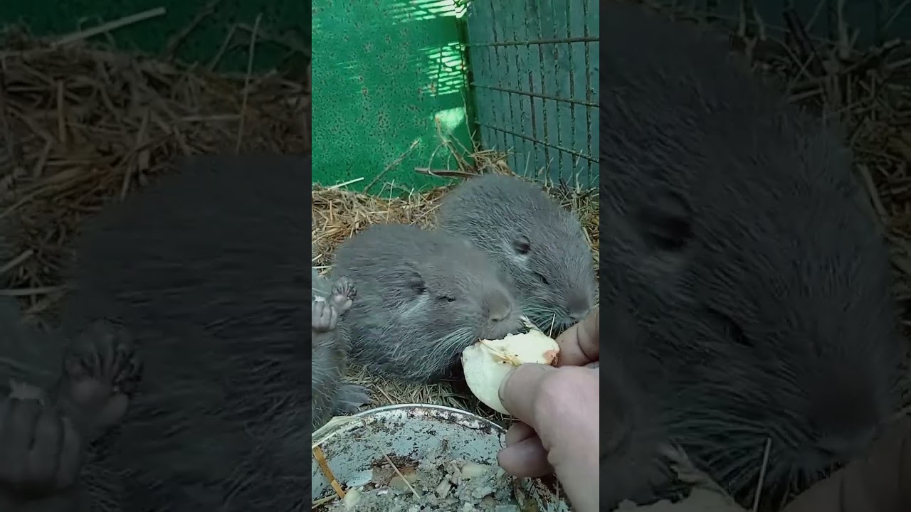 @ Нутріі сегодня всі Малиши вийшли...