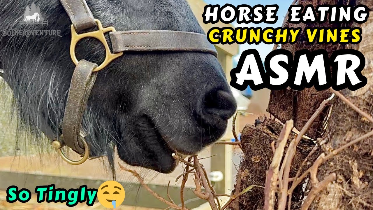 Horse Eating Crunchy Vines ASMR | Tingly Crunching Eating Sounds 