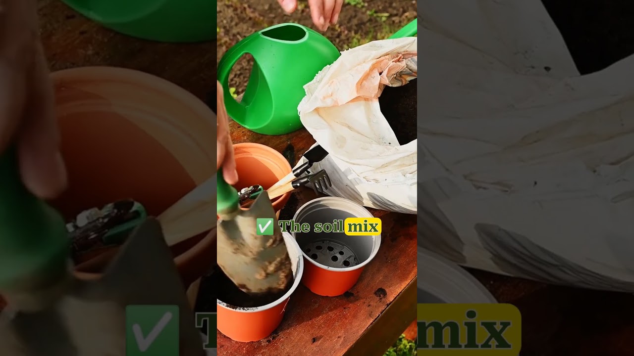 Medicinal Garden Kit Review 