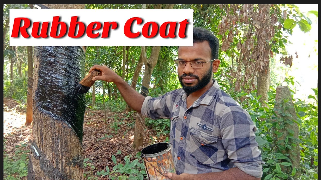Rubber Coat For Rubber Tree | റബ്ബർ കോട്ട് അടിക്കുന്നത് എങ്ങിനെയാണ് | selfie stick vlog