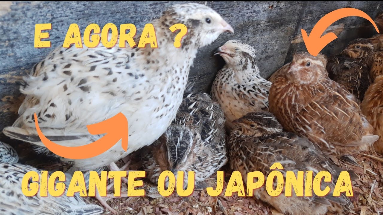 Codornas Gigantes dão lucro ? Olha o peso das minhas com 36 dias!!!