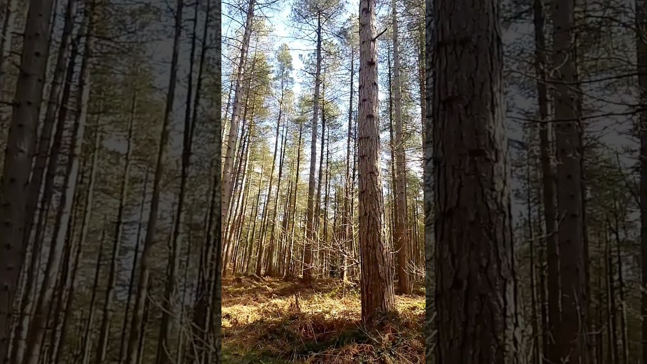 The smell of pine trees #pine