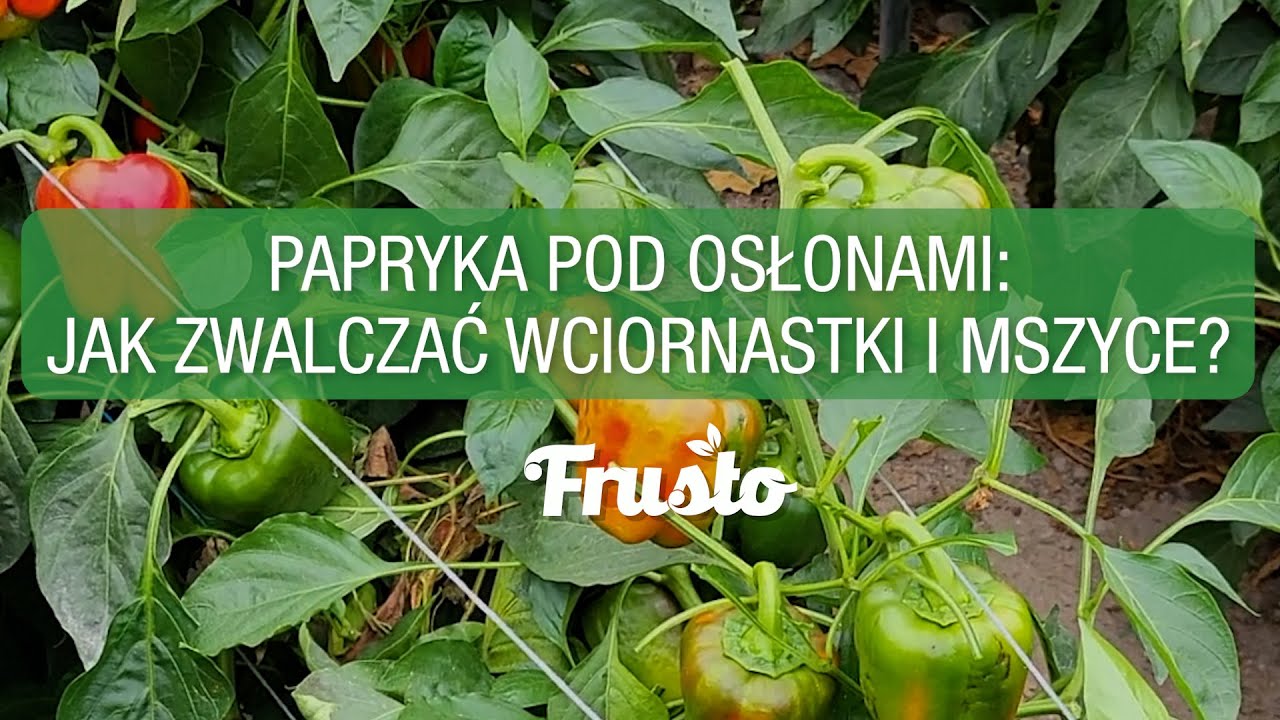 Papryka pod osłonami: jak zwalczać wciornastki i mszyce?