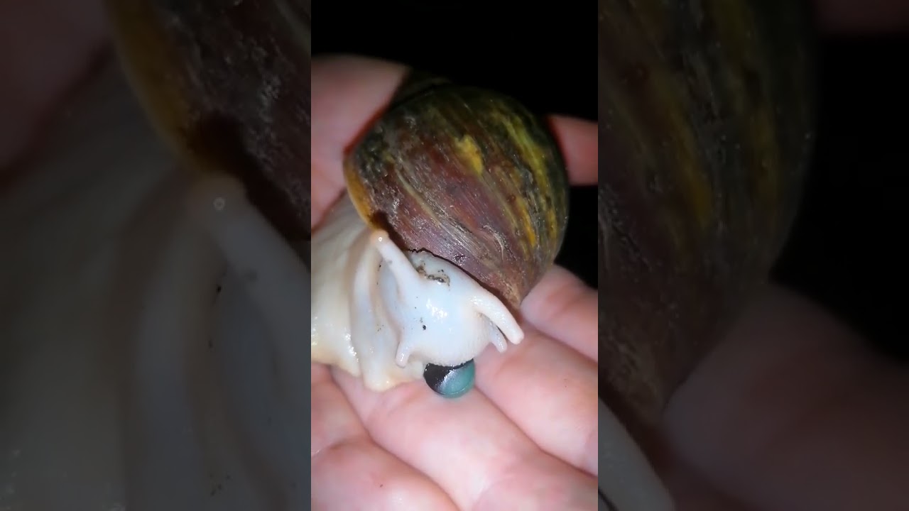 Archachatina ventricosa frisst eine Chlorella Tablette. 😊💚