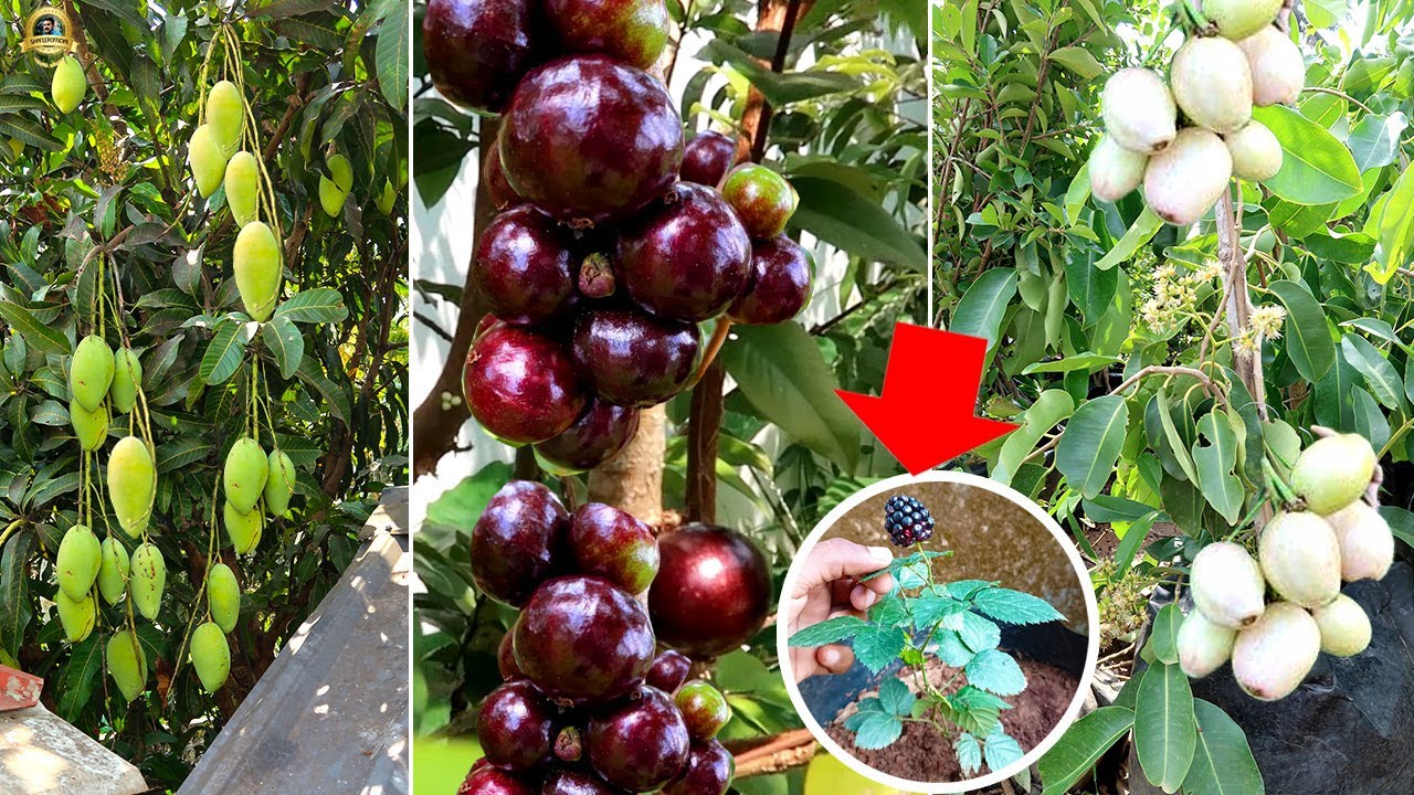 Jabuticaba യുടെ കായ്ച്ചു നിൽക്കുന്ന 15 ലധികം വറൈറ്റികൾ Almirajo,Ciricote തുടങ്ങി Exotic fruit plants