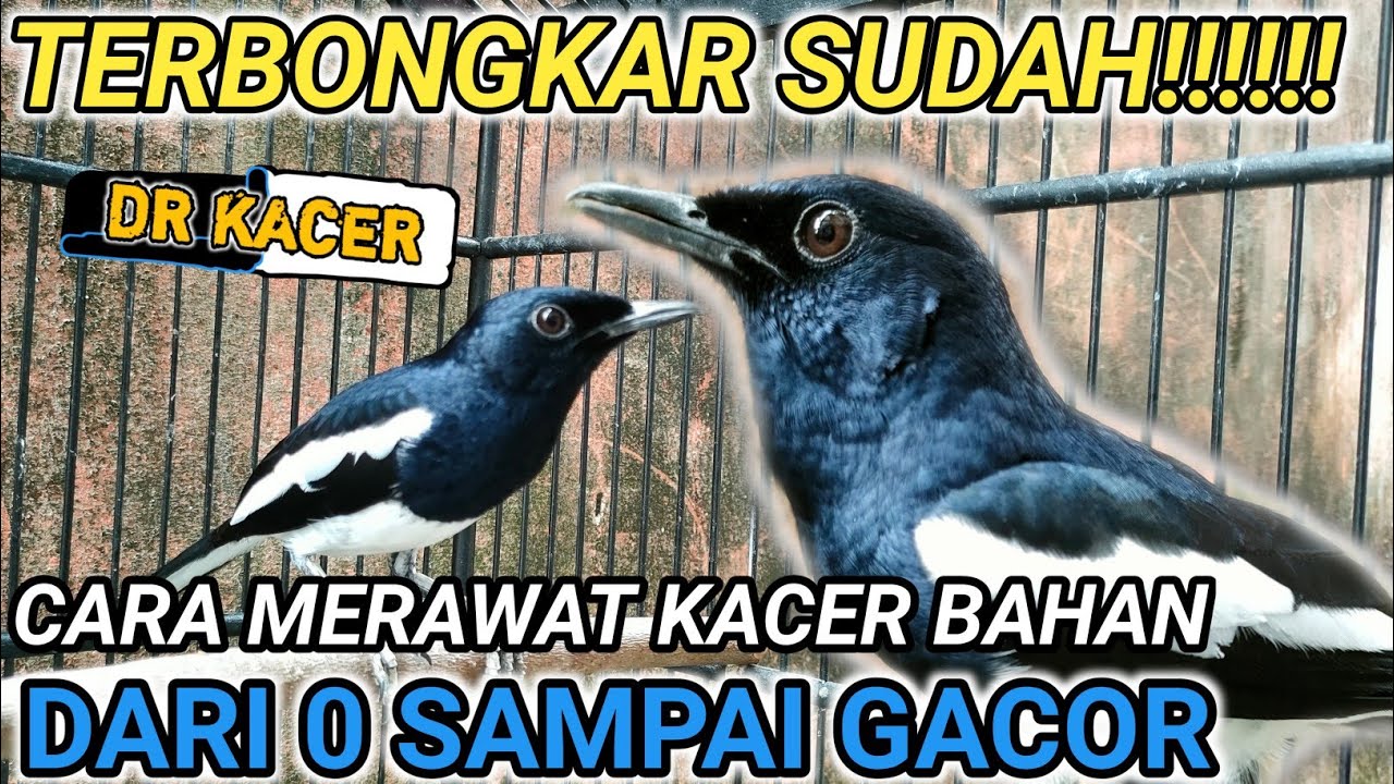 BONGKAR FULL CARA MUDAH MERAWAT KACER BAHAN CEPAT GACOR || DR KACER TERBARU