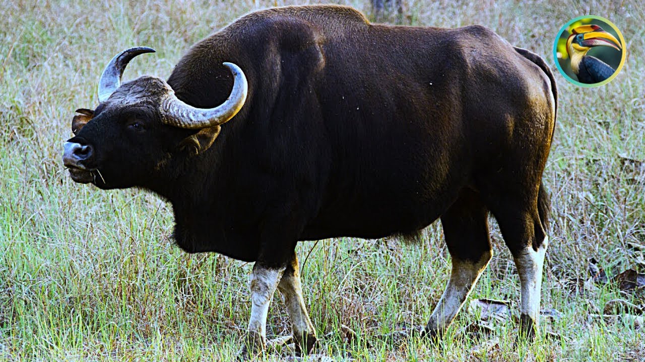 The Most Beautiful South Asian Animals | A Conservation Journey