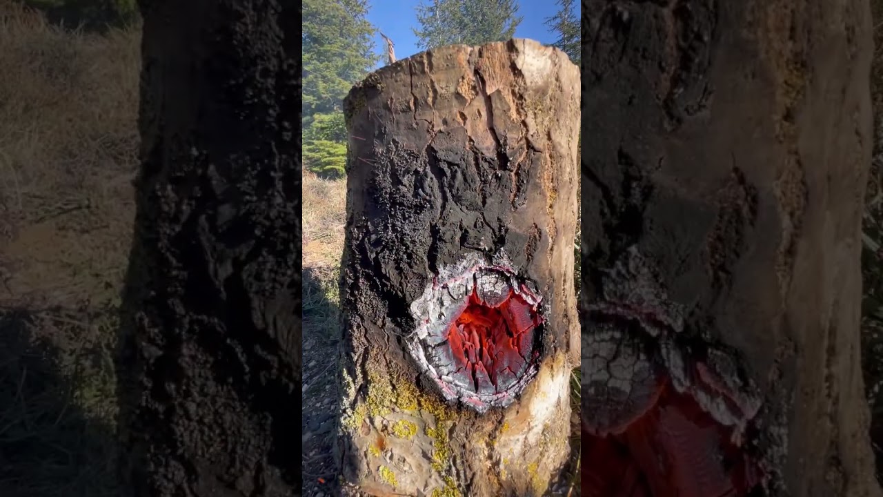 İsve&ccedil; Ağa&ccedil; Ocağında Kanlıca Mantarı 🍄🥩/ bloody mushroom in a swedish wood stove