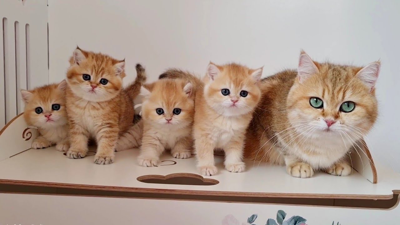 Кошка Офелия и приключения ее Пушистых Котят 😆🥰