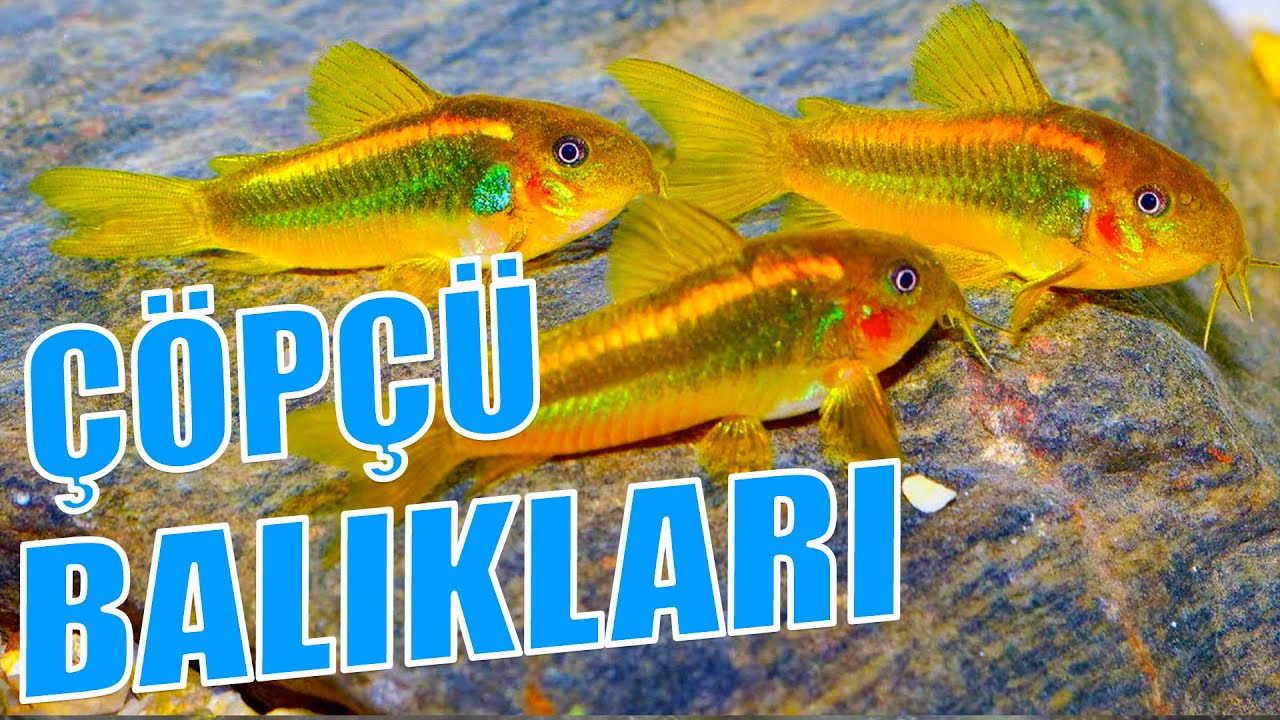 CORYDORAS ÜRETİMİ NASIL YAPILIR ? Çöpçü Balığı Üretimi - Çöpçü Balığı Cinsiyet Ayrımı