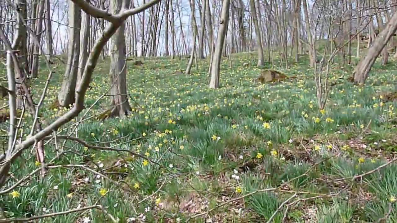 Narzissenwanderung In Kelmis (bei Aachen)720p FZ28.wmv