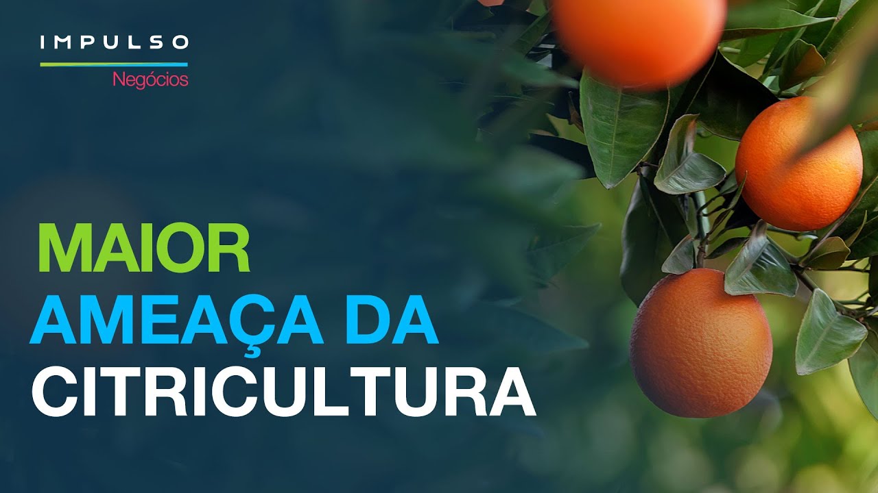 Greening: impacto nos pomares de citros | Impulso Negócios EP. 167