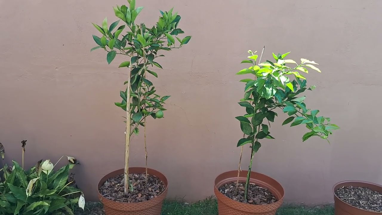 Frutíferas em vasos 