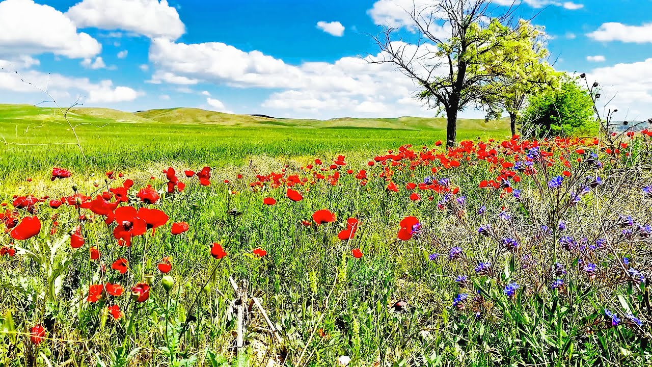 4K Bahar &Ccedil;i&ccedil;ekleri ve Kuş Sesleri: 4 Saatlik Doğa Huzuru