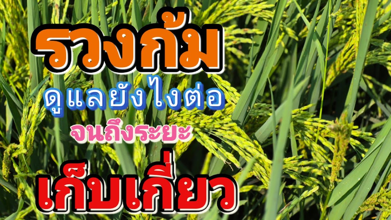 ดูแลยังไง ในข้าวระยะกำลังจะก้มรวงสุกแก่ 
