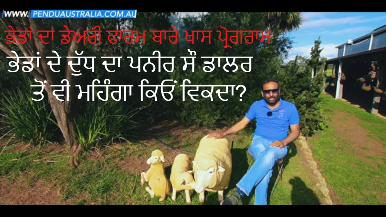 Pendu Australia Episode 119 | Mintu Brar | Sheep Milking Process | Punjabi Travel Show