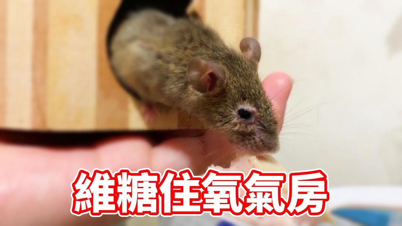 【維鼠日記】維糖開始住氧氣房了！【維特】#65