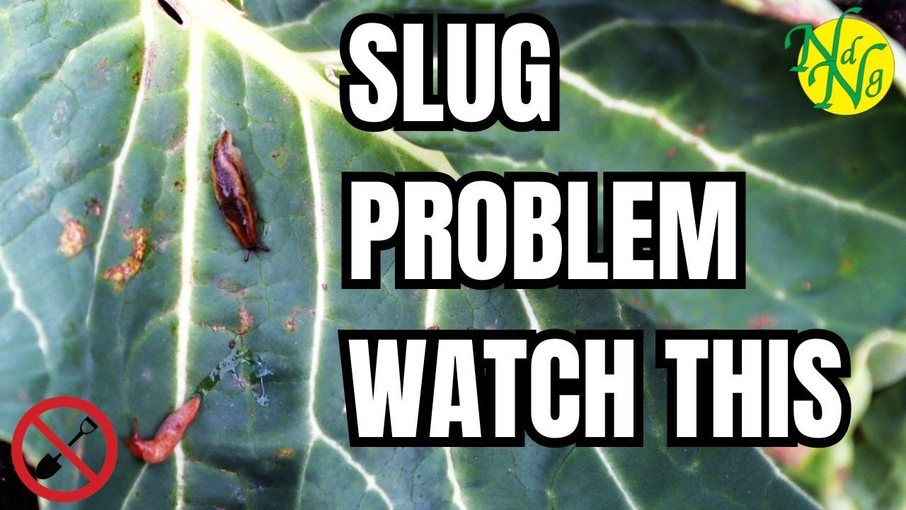 How to win the slug war without losing your mind