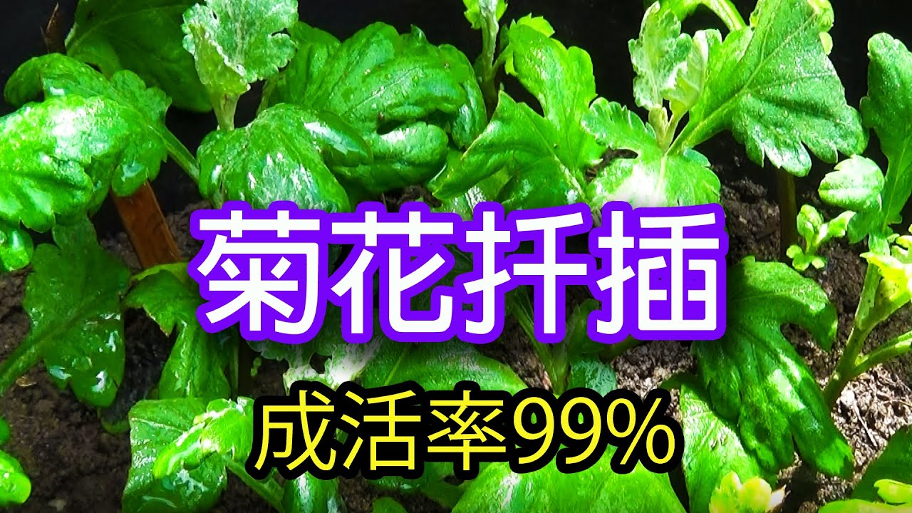 菊花扦插成活率99%秘訣, 記住視頻要點就能辦到簡單易學