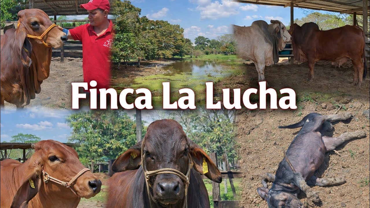 ¡Brahman de Alta Genética! 🐂 Los Gigantes del Trópico que Todos Quieren / #ganaderia 
