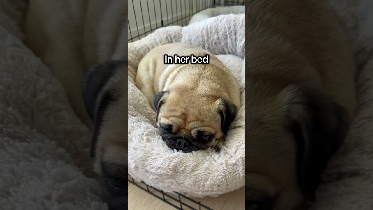 Different ways Daisy sleeps 